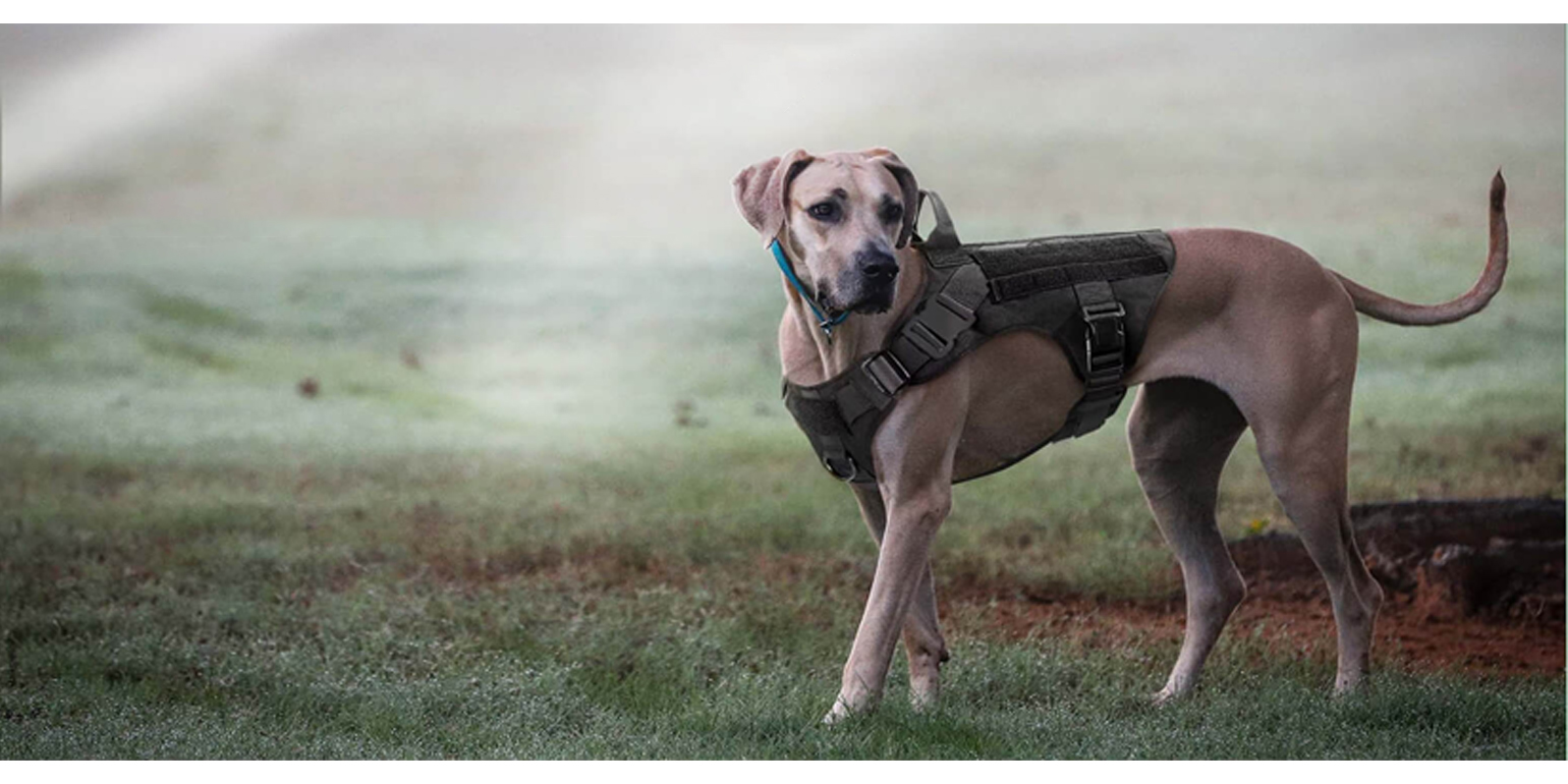 Full Body Tactical Dog Harness: The Perfect Solution for Your Active Dog